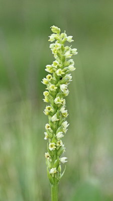 White mountain orchid Pseudorchis albida belkaste ročice_MG_6705-111.jpg