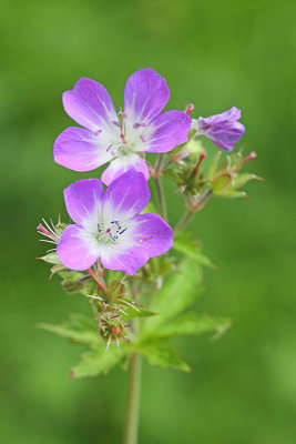 Wood cranesbill Geranium sylvaticum  gozdna krvomočnica_MG_6854-11.jpg