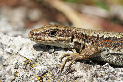  Horvath's rock lizard Iberolacerta horvathi horvatova kuščarica_MG_6908-111.jpg