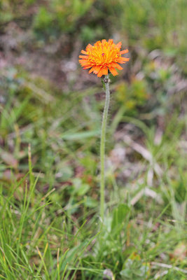  Orange hawkweed Hieracium aurantiacum oranna krolica_MG_6693-11.jpg