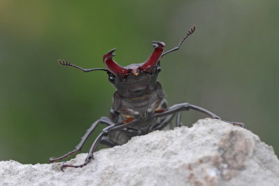 Stag beetle Lucanus cervus veliki rogač_MG_7922-111.jpg