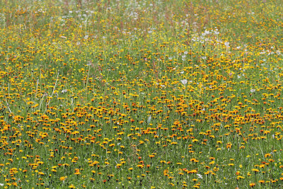 Meadow with orange hawkweed travnik z oranno krolico_MG_6682-111.jpg