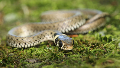 Grass snake Natrix natrix belouka_MG_3588-111.jpg