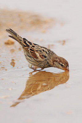 Spanish sparrow Passer hispaniolensis travniki vrabec_MG_9159-11.jpg