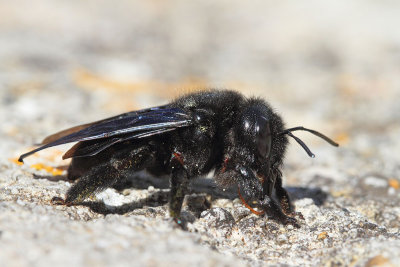 Violet carpenter bee Xylocopa violacea modra lesna čebela_MG_7778-111.jpg