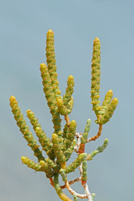 Glasswort Salicornia europea navadni osočnik_MG_0693-11.jpg