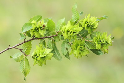 Oriental hornbeam Carpinus orientalis kraki beli gaber_MG_7905-111.jpg