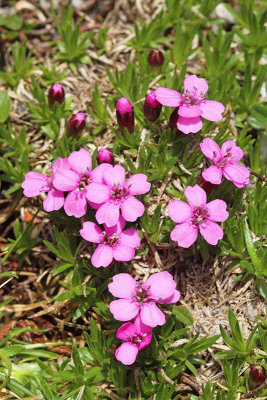 Rose cinquefoil Potentilla nitida triglavska roa_MG_6976-11.jpg