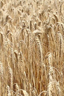 Barley Hordeum vulgare ječmen_MG_7577-11.jpg