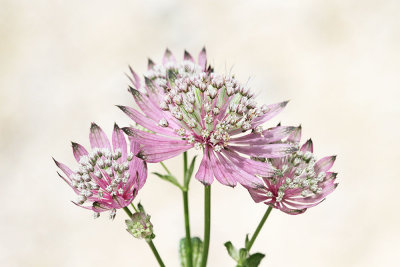 Masterwort Astrantia major  veliki zali kobulček_MG_6467-111.jpg