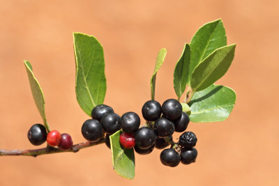 Laurel Laurus nobilis navadni lovor_MG_0833-11.jpg