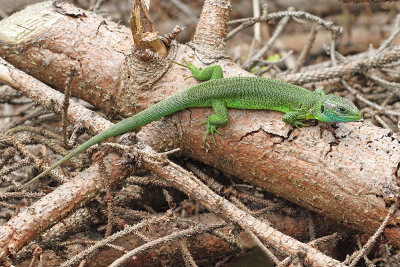 Western green lizard Lacerta bilineata zahodnoevropski zelenec_MG_6487-111.jpg