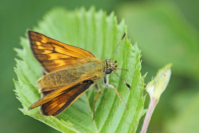 Large skipper Ochlodes venatus rjasti debeloglavček_MG_6495-111.jpg