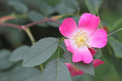 Red-leaved rose Rosa glauca rdečelistni ipek_MG_6579-111.jpg