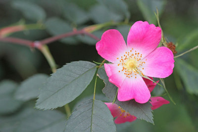 Red-leaved rose Rosa glauca rdečelistni šipek_MG_6579-111.jpg