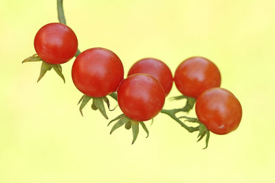 Cherry tomato paradinik čenjevec_MG_9305-111.jpg