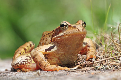 Common frog Rana temporaria sekulja_MG_0374-111.jpg