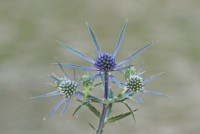 Amethyst sea holly Eryngium amethystunum ametistasta možina_MG_9137-111.jpg