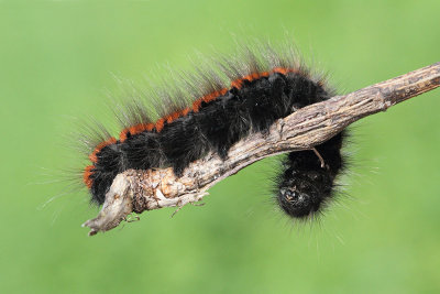 Caterpillar of  fox moth Macrothylacia rubi gosenica robidove kokljice_MG_9357-111.jpg