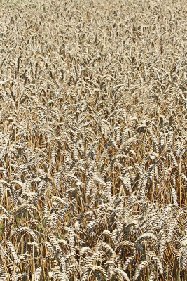 Wheat Triticum aestivum penica_MG_7580-11.jpg