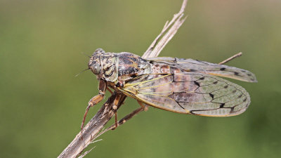 Cicada orni jesenov škržat_MG_7864-111.jpg
