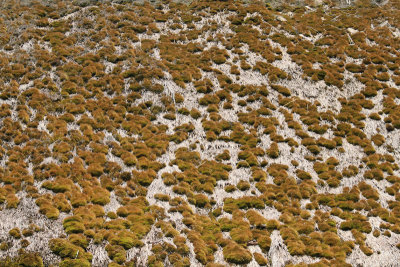 Mossy thatched roof slamnata streha z mahom_MG_8822-11.jpg