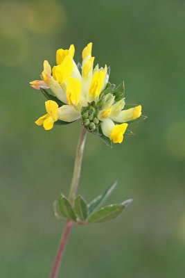 Kidney vetch Anthyllis vulneraria pravi ranjak_MG_5386-11.jpg