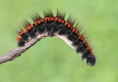 Caterpillar of fox moth Macrothylacia rubi gosenica robidove kokljice_MG_9364_111.jpg
