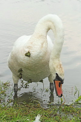 Mute swan with water chestnut on plumage labod z vodnim orekom na perju_MG_9197-11.jpg
