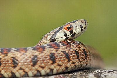 European ratsnake Zamenis situla leopardovka_MG_5487-11.jpg