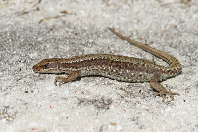 Horvath's rock lizard Iberolacerta horvathi horvatova kuščarica_MG_6895-111.jpg