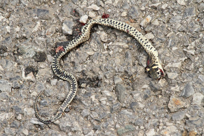 Dead grass snake mrtva belouka_MG_9183-11.jpg