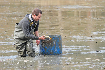 Fish harvesting izlov rib_MG_0130-111.jpg