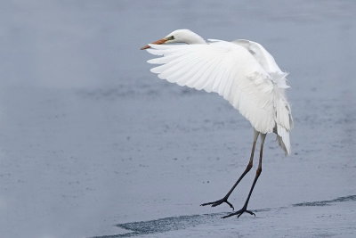 Great white egret landing velika bela čaplja pristaja_MG_0195-111.jpg