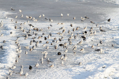Gulls and coots on ice galebi in liske na ledu_MG_66581-111.jpg