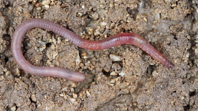 Earthworm deevnik_MG_9237-111.jpg