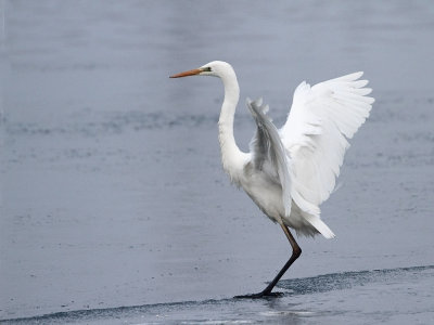 Great white egret Egretta alba velika bela čaplja_MG_0196-111.jpg