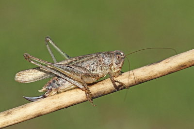 Dark bush-cricket Pholidoptera griseoaptera_MG_7938-111.jpg