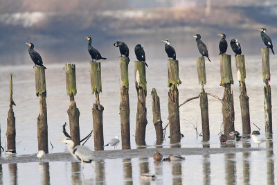 Great cormorants Phalacrocorax carbo veliki kormoran_MG_9359-111.jpg