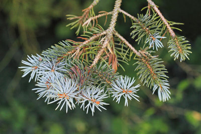 Blue spruce Picea pungens_MG_9622-111.jpg
