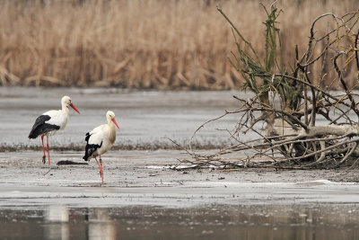 White storks during winter beli torklji med zimo_MG_9378-1111.jpg