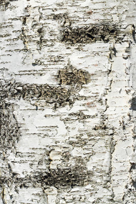 Bark of silver birch Betula pendula lubje breze_MG_9569-11.jpg