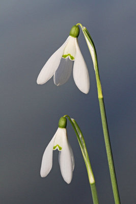 Common snowdrop Galanthus nivalis mali zvonček_MG_9555-11.jpg