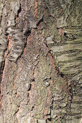 Bark of wild cherry Prunus avium lubje divje čenje_MG_9561-11.jpg