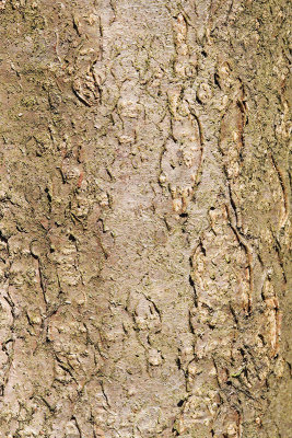Bark of hazel Corylus avellana lubje leske_MG_95711-11.jpg