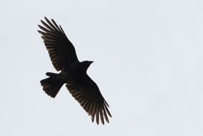 Carrion crow Corvus corone črna vrana_MG_9472-111.jpg