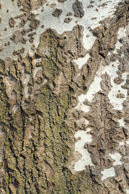 Bark of white poplar Populus alba lubje belega topola_MG_95901-11.jpg