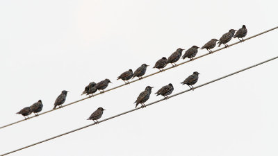 Starlings Sturnus vulgaris škorci_MG_9571-111.jpg