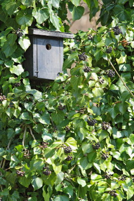 Nest box gnezdilnica_MG_1589-11.jpg