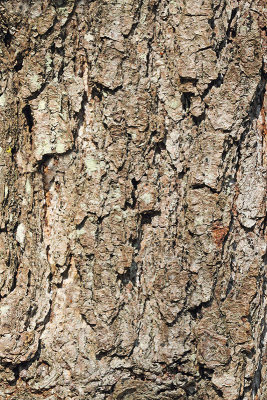 Bark of black alder Alnus glutinosa lubje črne jele_MG_9575-11.jpg